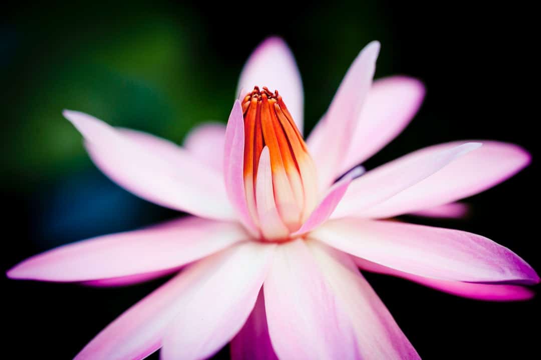 A close up of a flower