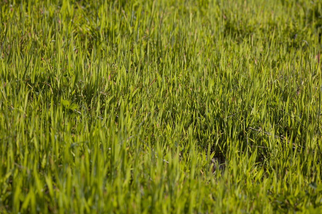 A field of tall grass