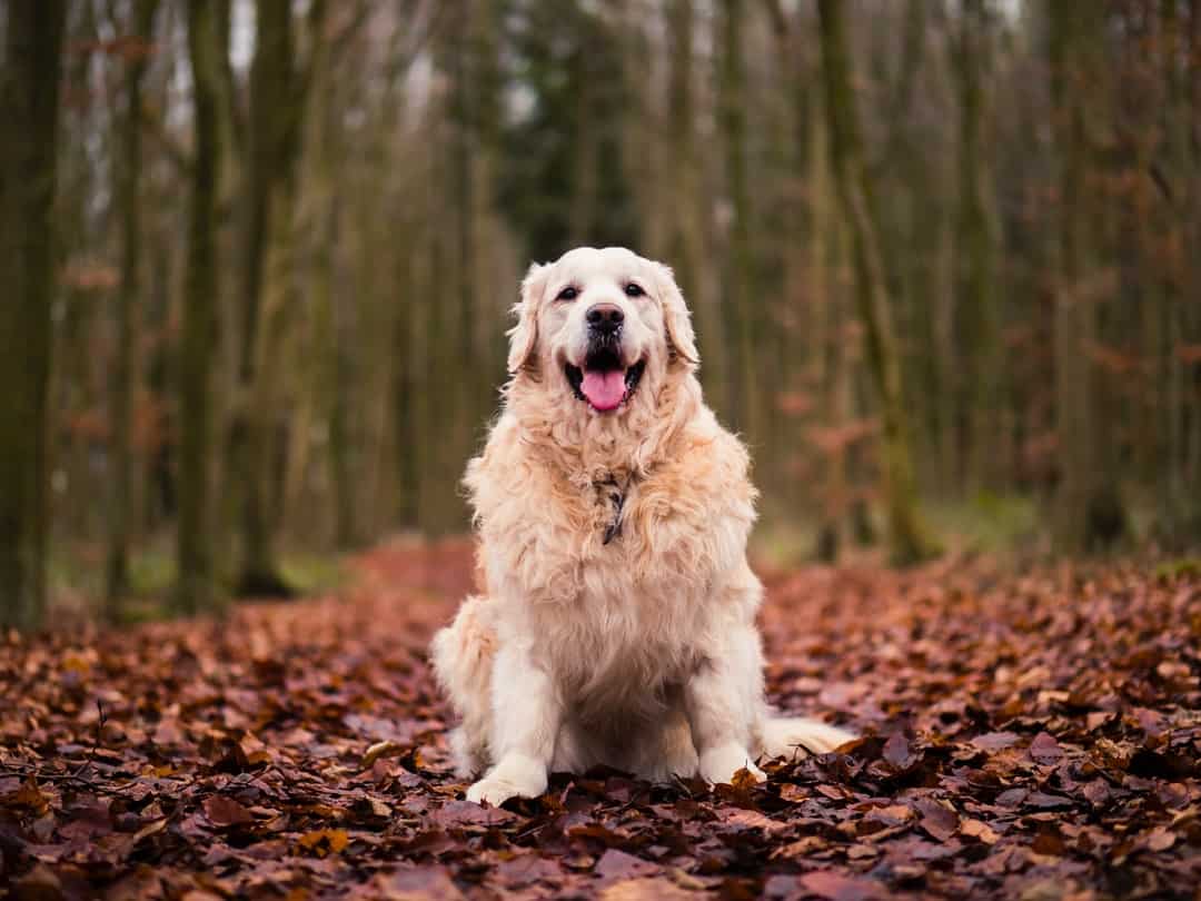 A dog sitting in front of a forest