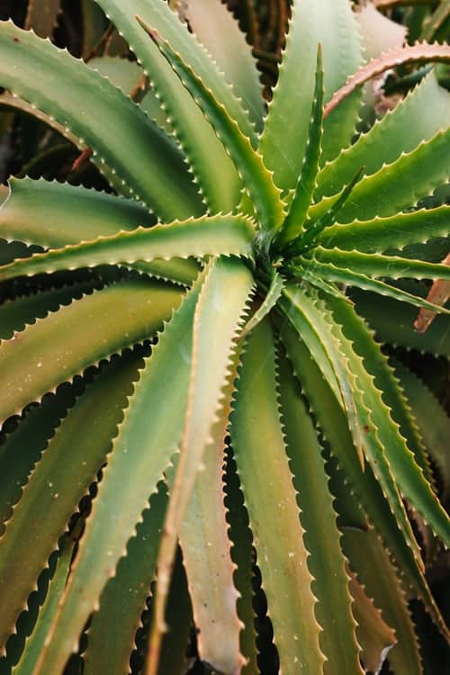 Aloevera-What Are the Benefits of Using it On Your Skin?