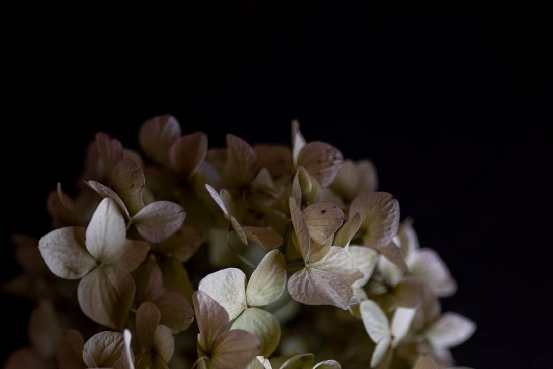 A close up of a flower